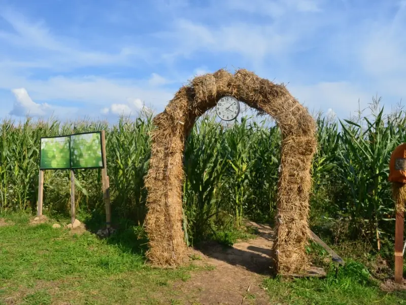 Kukurūzų labirintas 2013 - SUGRĮŽK