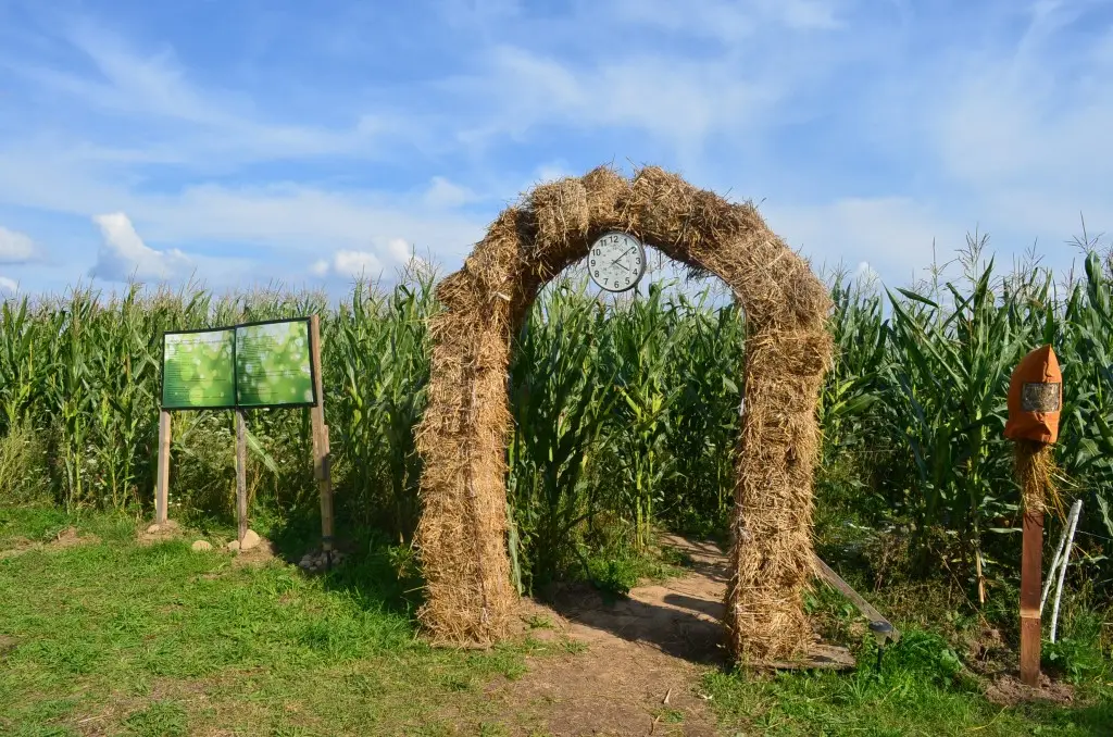 Kukurūzų labirintas 2013 - SUGRĮŽK