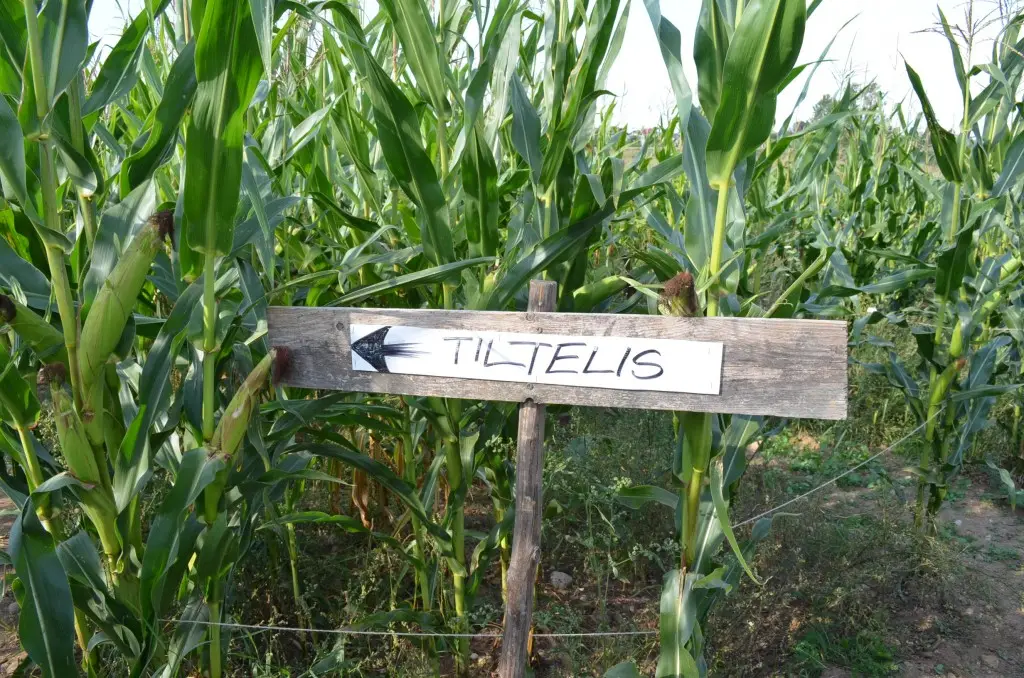 Kukurūzų labirintas 2013 - SUGRĮŽK