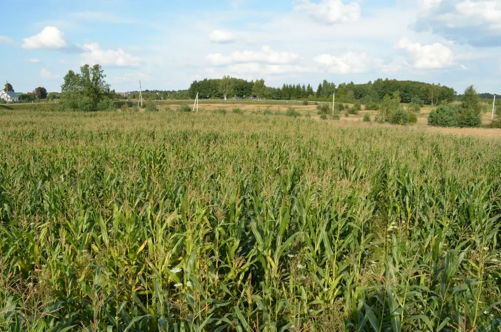 Kukurūzų labirintas 2013 - SUGRĮŽK