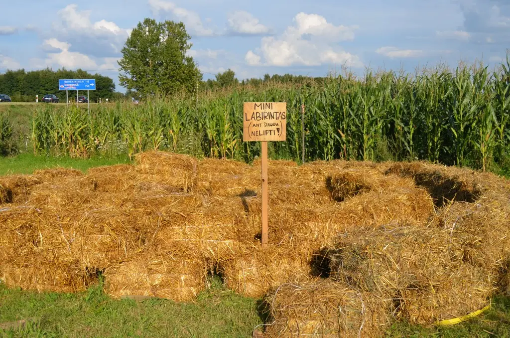 Kukurūzų labirintas 2013 - SUGRĮŽK