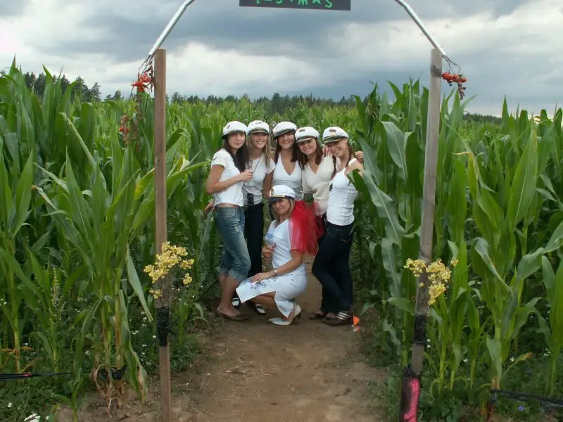 Kukurūzų labirintas 2008 - Gedimino pilis