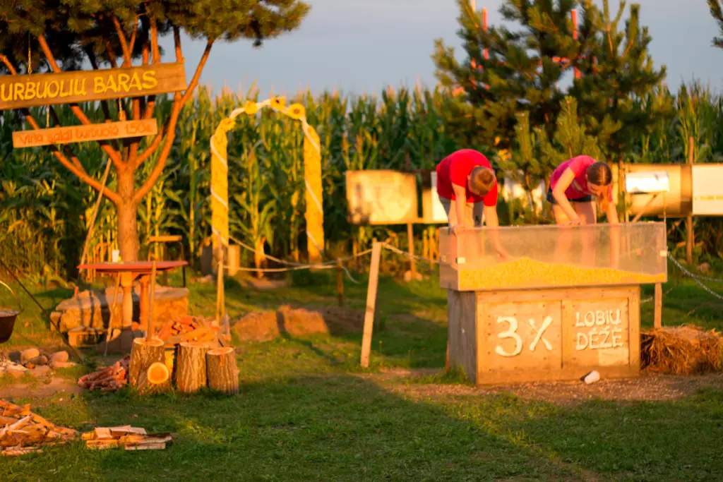 Kukurūzų labirintas 2019 - ...Ten laisvė