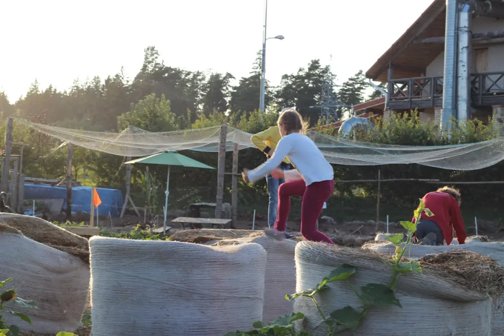 Kukurūzų labirintas 2019 - ...Ten laisvė